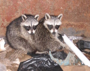 raccoons in dumpster