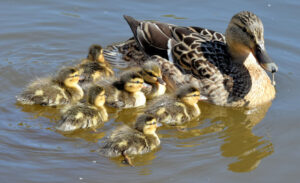 duck and ducklings