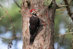 woodpecker