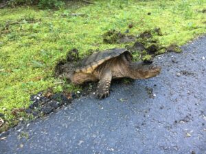 snapping turtle laying eggs